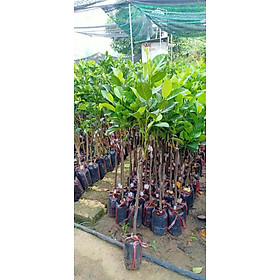 Mua cây MÍT MẬT ta  cây GHÉP  mít thuần Việt  giống cực ngon