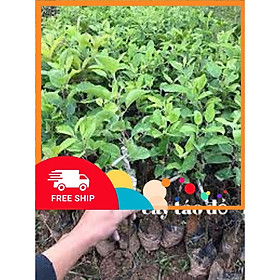 Giống táo nhập khẩu, Cây táo đỏ hÀN QUỐC, cây đẹp chuẩn giống tặng 2 cây chè xanh