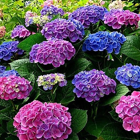Hạt Giống Hoa Cẩm Tú Cầu nhiều màu