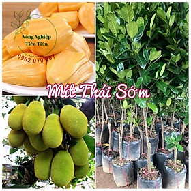 Cây giống mít Thái siêu sớm cho trái chỉ sau 2 năm trồng, giống cây mít được trồng nhiều rất được ưa chuộng