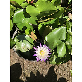 Chậu cây bông Water Lily hoa màu tím trắng