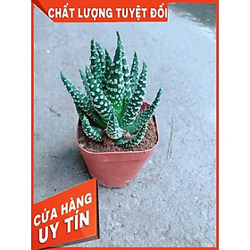 Xương Rồng Móng Rồng