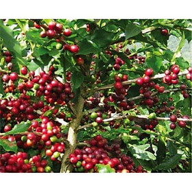 Mua cây cà phê arabica giống