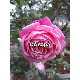 Mua com bo 5 cây Hoa Hồng Cổ Sapa