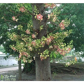 Mua CÂY GIỐNG THA LA ( CÂY SALA - Chuẩn Giống)