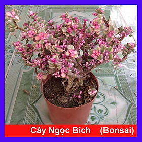 Mua Cây Ngọc Bích - Cây cảnh bonsai để bàn + Tặng phân bón cho cây