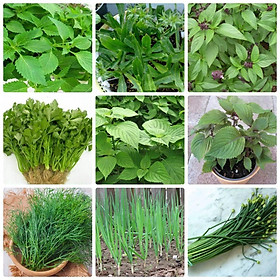Mua Combo 9 gói hạt giống rau thơm dễ trồng thời gian thu hoạch nhanh