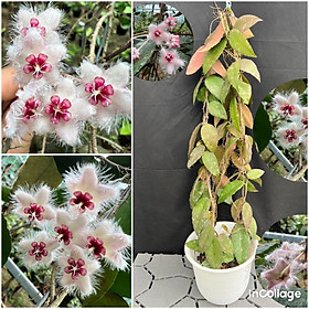 Chậu hoa Cẩm cù caudatasumatra thân leo kích thước như hình, hoa đẹp và ra hoa quanh năm, lá đổi màu khi nhiều nắng 