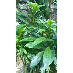 Mua CÂY XƯƠNG SÔNG CÂY XƯƠNG SÔNG