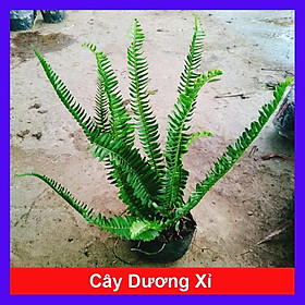 Mua Cây Dương Xỉ - cây cảnh để bàn + tặng phân bón cho cây mau lớn