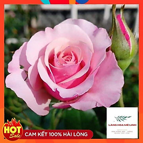 Mua Combo 3 cây hoa hồng ngoại bất kỳ - cây giao đã có nụ  và hoa  cây phát triển tốt.