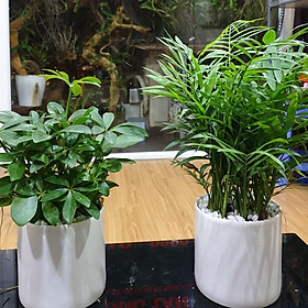 Combo 2 cây Ngũ Gia Bì và Cau Tiểu Châm