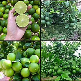 Mua CÂY GIỐNG CHANH LÙN TỨ QUÝ