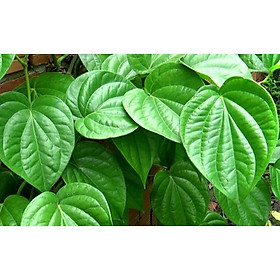 Mua lá trầu không (HÀNG TƯƠI NHÀ TRỒNG)