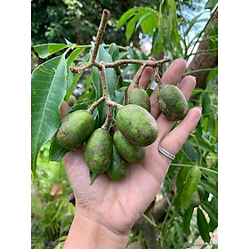 Mua cây giống cóc thái