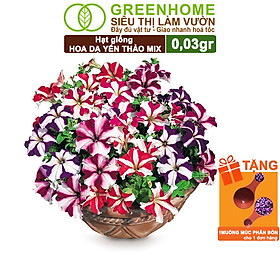 Mua Hạt Giống Hoa Dạ Yến Thảo Sọc  Gói 0 03g  Màu Rực Rỡ  Dễ Trồng Quanh Năm  Nảy Mầm Cao H12
