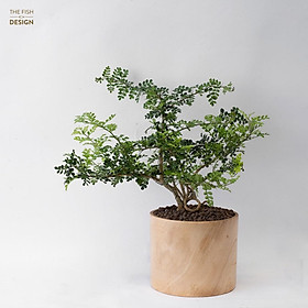 Mua Cây Cần Thăng Bonsai mang lại nhiều thành công trong công việc  đặc biệt là người mệnh Mộc | size LS | The Fish Design