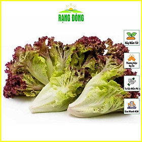 Mua Hạt giống Xà Lách Tím Lollo Rossa Cao Sản Trồng Quanh Năm - Hạt giống Rạng Đông