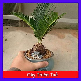 Cây Thiên Tuế (chậu sứ) - Cây cảnh mini để bàn