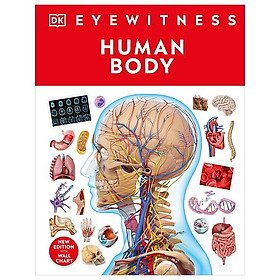 Eyewitness - Human Body