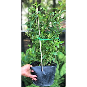 Mua Chậu cây Dạ Lý Hương hoa thơm trồng nơi có nhiều nắng