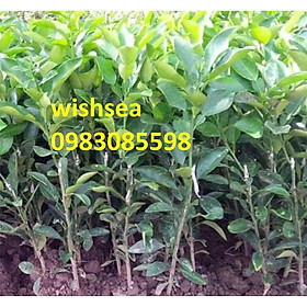 Mua Cây bưởi đỏ tân lạc