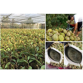 Mua - Cây sầu riêng ruột đen  giống cây lạ dễ trồng phù hợp khí hậu Việt Nam