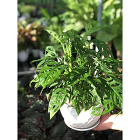 Mua Chậu Sứ Cây Bà Lỗ để bàn