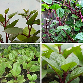 Mua Hạt giống rau mồng tơi tím 1 gói 2.5gram