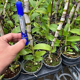 Mua Hoa phong lan trầm tím chuẩn bị hoa
