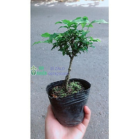 Sam Hương Bonsai