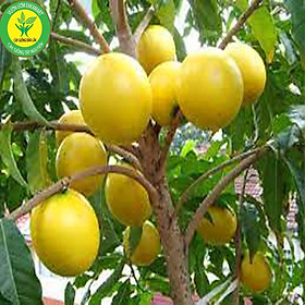 Giống Vú Sữa Hoàng Kim