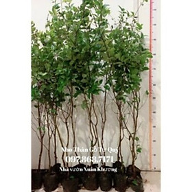 Mua Cây Nho Thân Gỗ Tứ Quý cao 90cm - Nhà vườn Xuân Khương
