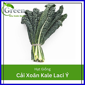 Mua Hạt Giống Cây Cải Xoăn Kale Laci Ý (100H)