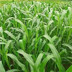Hạt Giống cỏ SUDAN Lai ,cỏ chăn nuôi/Gói 100gram(tặng kèm gói phân bón lót)