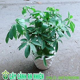 Chậu Cây Ngũ Gia Bì Giúp Đuổi Muỗi Tốt