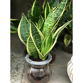 Cây lưỡi hổ vườn xanh