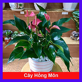 Mua Cây hồng môn 2 màu