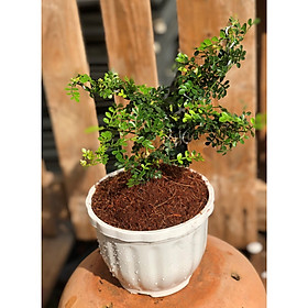 Chậu cây Cần Thân bonsai