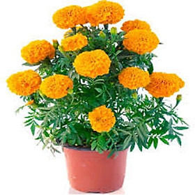 Hạt giống hoa Vạn Thọ cam đỏ lùn-gói 30 hạt(chiều cao 30-40cm)