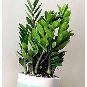 Cây để bàn kim tiền kèm chậu men