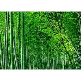 Giống cây măng nứa rừng tây bắc, măng ăn cực ngon