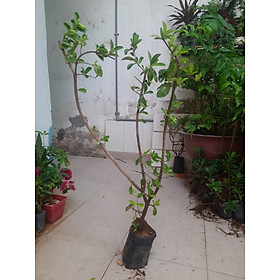 Mua Cây sơ ri chiều cao khoảng 1m lựa chọn cây