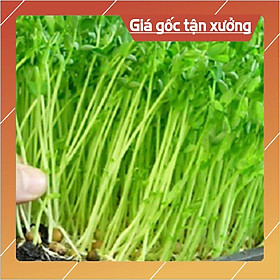 Hạt giống rau mầm rau muống VN - 100g