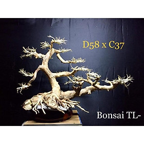 Gỗ Lũa Thuỷ Sinh D58xC37 dành cho hồ cá cảnh