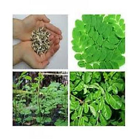 CÂY GIỐNG CÂY RAU CHÙM NGÂY SIÊU NĂNG SUẤT, SIÊU KINH TẾ