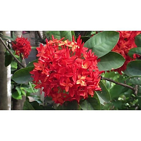 Mua cây mẫu đơn ( bông trag) ta đang nụ cao 60cm