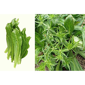 Hạt Giống Ngò Gai/Mùi Tàu - Eryngium foetidum