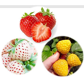 Mua Combo Hạt giống 3 Loại Dâu Tây Đỏ - Trắng - Vàng - Hạt giống Dâu Tây Chịu Nhiệt Năng Suất Cao