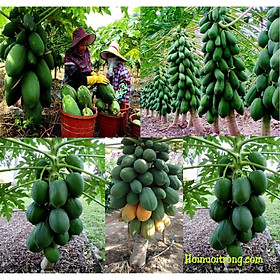 Cây giống đu đủ lùn ruột đỏ sai quả siêu sớm
